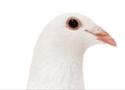 White Racing  Homing Pigeon